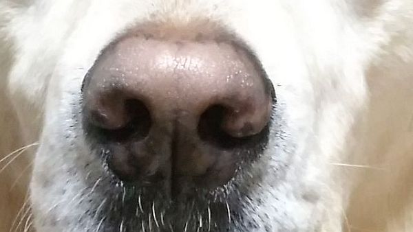犬の鼻